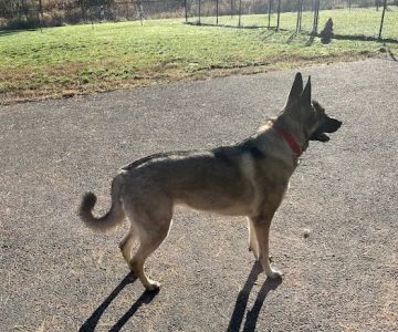 Cameron Dog Park