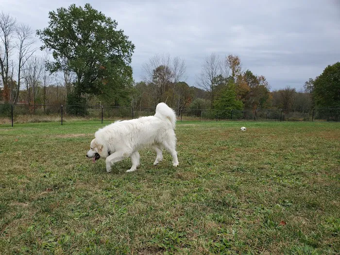 Cameron Dog Park 4