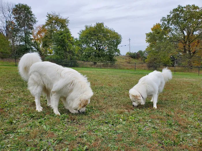 Cameron Dog Park 6