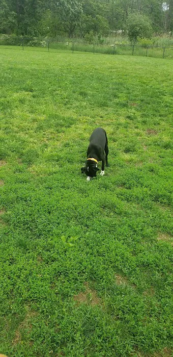 Cameron Dog Park 3