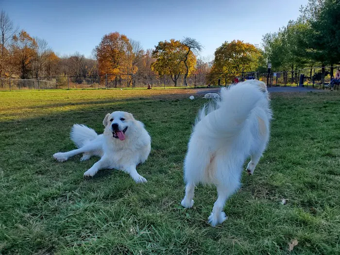 Cameron Dog Park 10