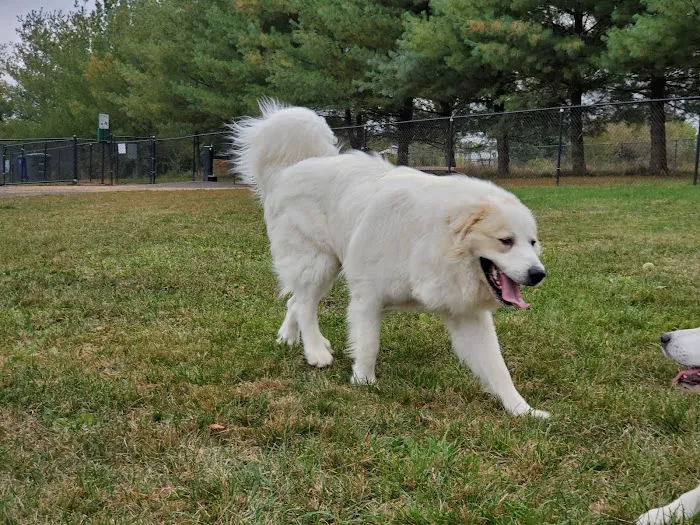 Cameron Dog Park 8