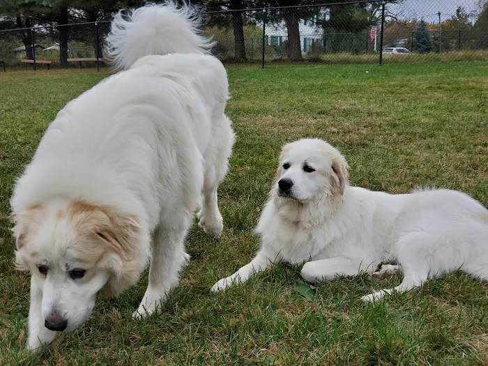 Cameron Dog Park 7