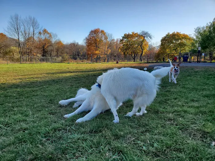 Cameron Dog Park 9