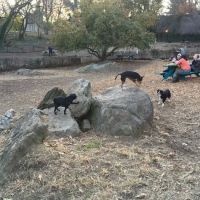 Sir William's Dog Run ico