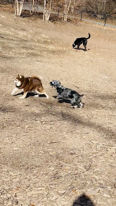Sir William's Dog Run 2