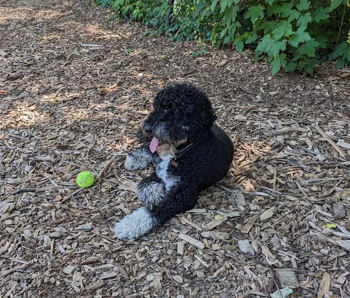 Sir William's Dog Run 3