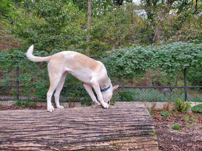 Sir William's Dog Run 5