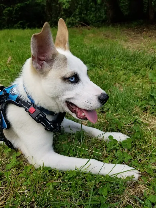 Sir William's Dog Run 7