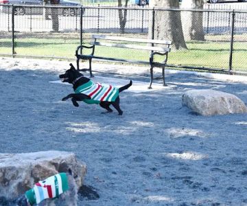 Devoe Park Dog Run