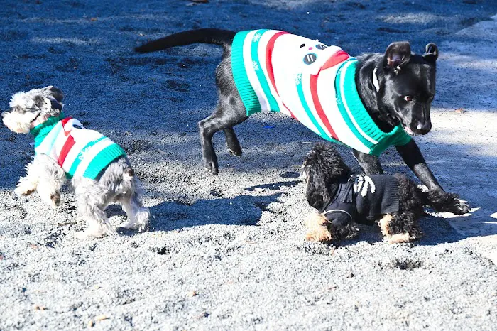 Devoe Park Dog Run 2