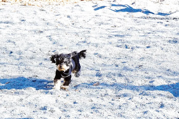Devoe Park Dog Run 4