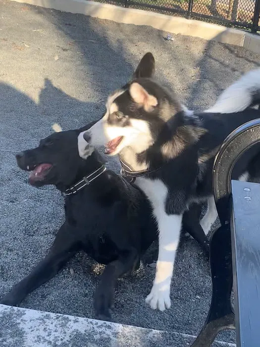 Devoe Park Dog Run 8