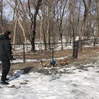 Dog Bone Run ico