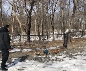 Dog Bone Run