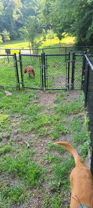 Dog Bone Run 2