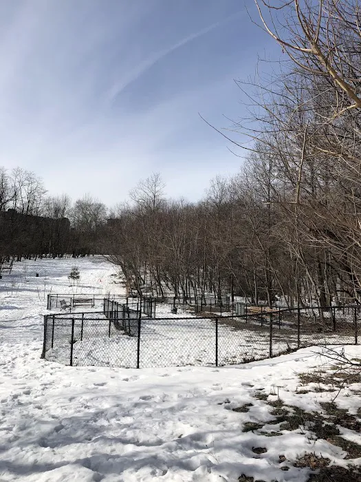 Dog Bone Run 4