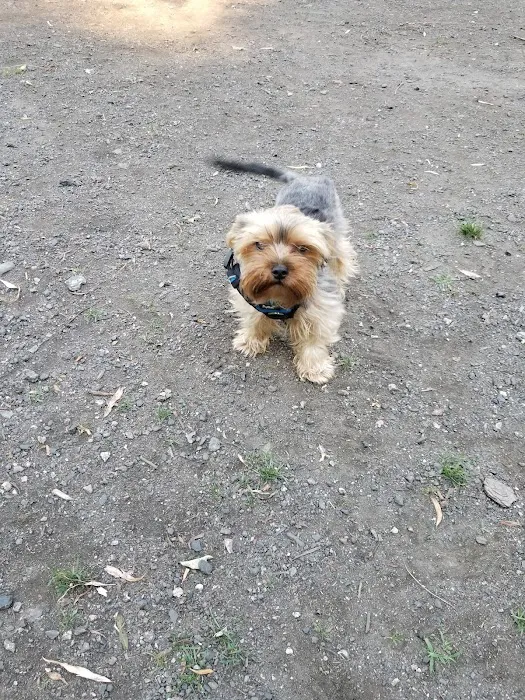 Canine Court 1