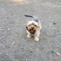 Canine Court ico