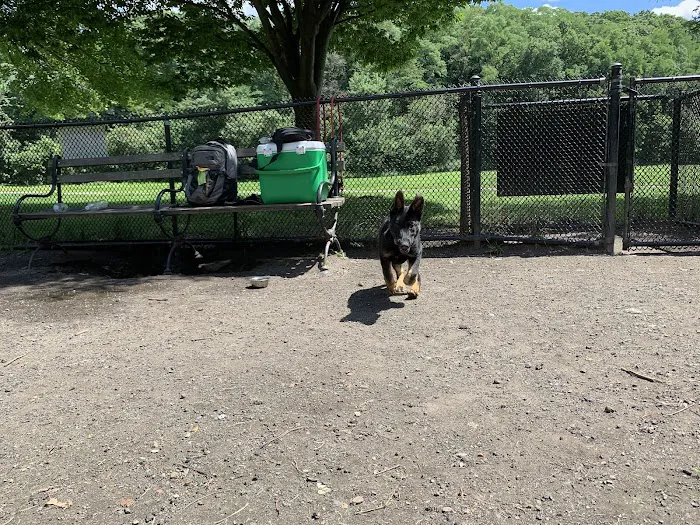 Canine Court 4