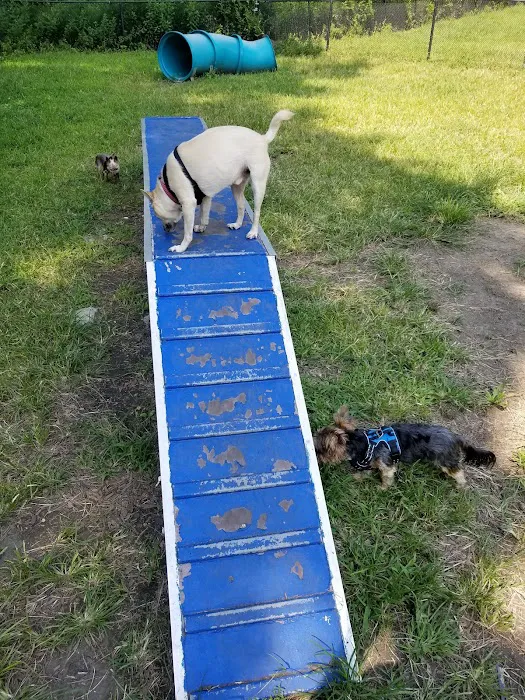Canine Court 10