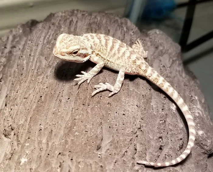 Petco 9