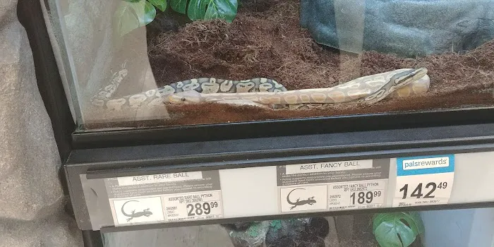 Petco 10