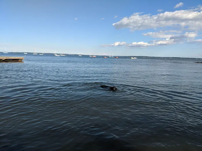 Larchmont Dog Beach 1