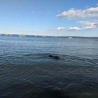 Larchmont Dog Beach ico
