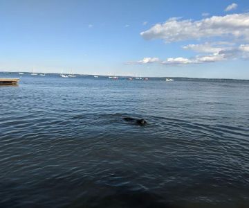Larchmont Dog Beach