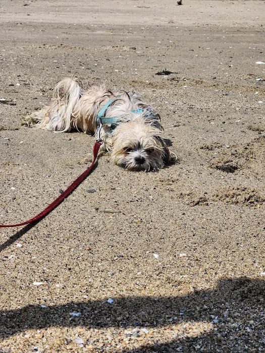 Larchmont Dog Beach 5