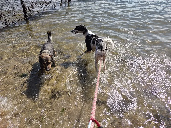 Larchmont Dog Beach 10