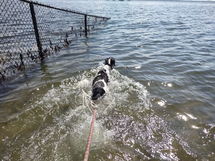 Larchmont Dog Beach 8