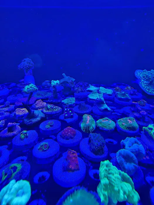 ReefLife 4