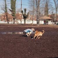 Town of Oyster Bay Dog Park ico