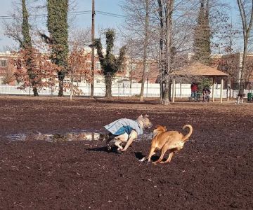 Town of Oyster Bay Dog Park