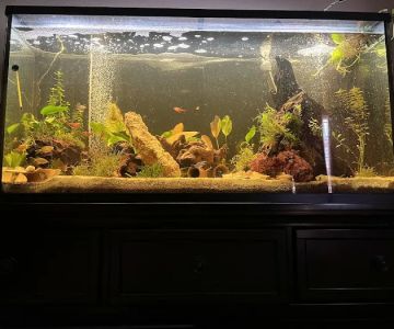 TK Aquatics