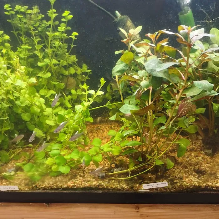 TK Aquatics 9