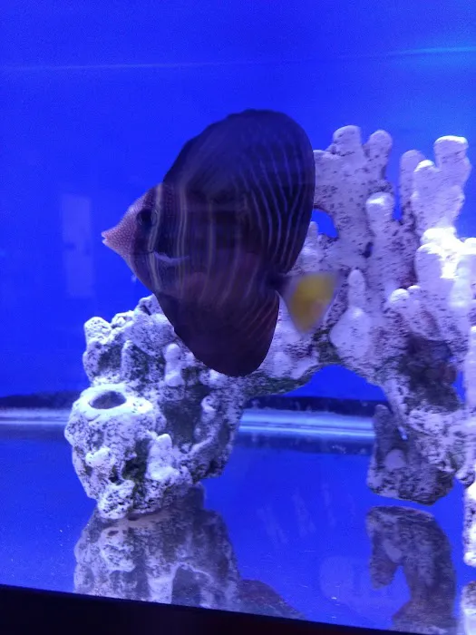 Ultimate Reefs & Aquariums 5