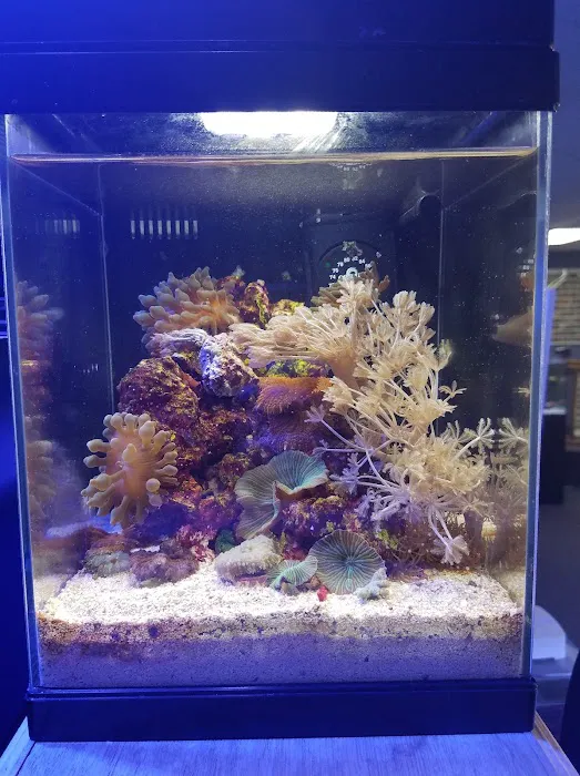 Ultimate Reefs & Aquariums 4