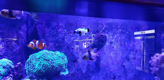 Ultimate Reefs & Aquariums 1