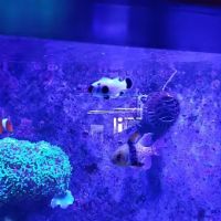 Ultimate Reefs & Aquariums ico