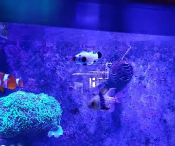 Ultimate Reefs & Aquariums