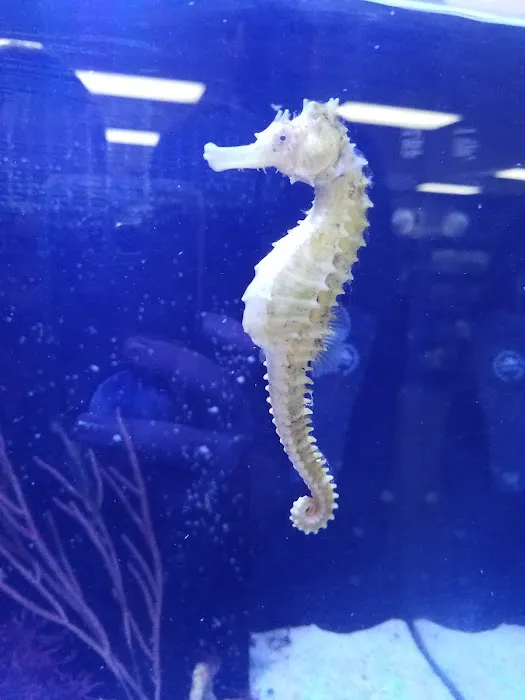 Ultimate Reefs & Aquariums 2