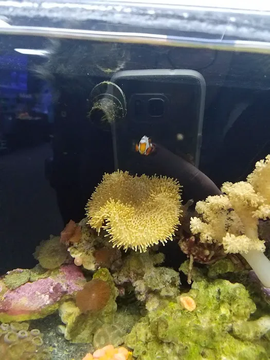 Ultimate Reefs & Aquariums 9