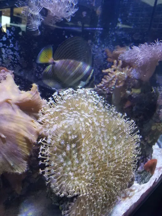 Ultimate Reefs & Aquariums 8