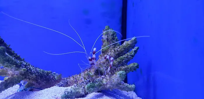 Ultimate Reefs & Aquariums 10