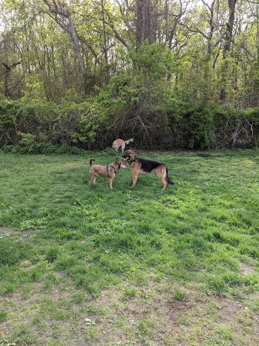 West Hills Big Dog Run 2
