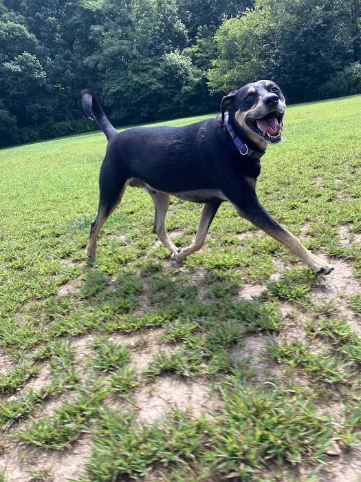 West Hills Big Dog Run 7