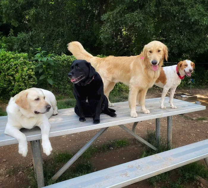 West Hills Big Dog Run 6